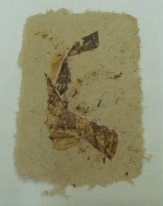 kawałek papieru z liściem.