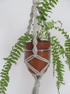 roślina doniczkowa zwisająca z liny.